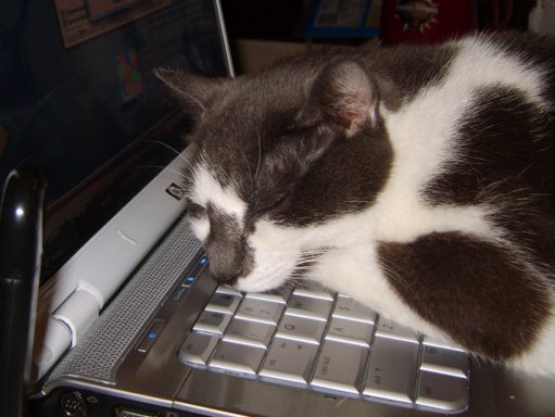 cat and computer